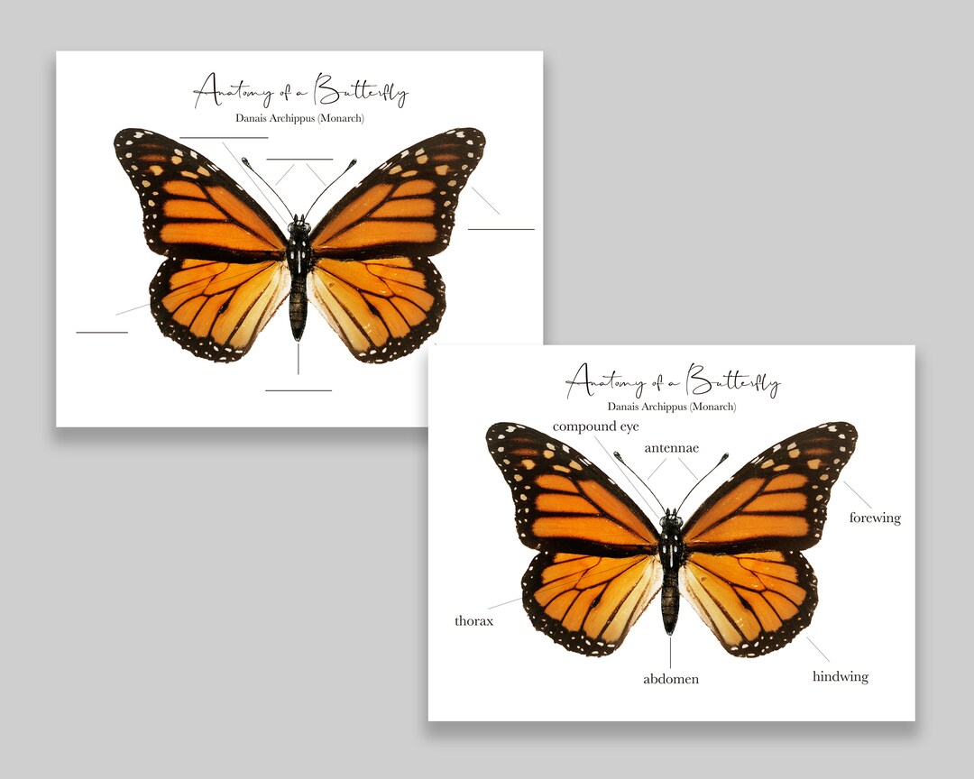 Anatomy of a Butterfly // Printable - Etsy