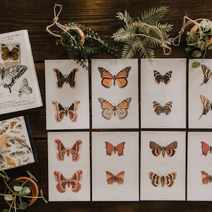 Moths and Butterflies // Vintage Prints // Set of 25