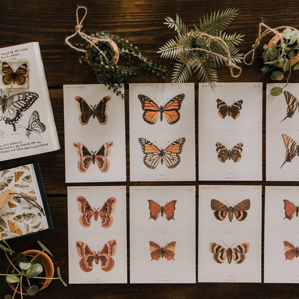 Moths and Butterflies // Vintage Prints // Set of 25