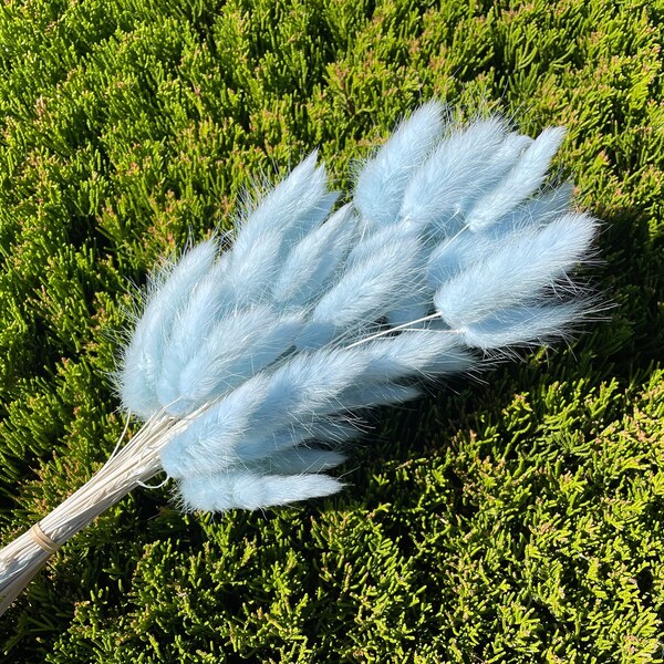 Hare's tail Grass Light Blue Bunnytail Lagurus Dried Flower Floral Arrangement Blue stem flower Wedding Decor Home Dry Flower Bouquet Blue