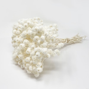 White Helichrysum immortelle Dried Flower Preserved Floral arrangement DIY White Flower Wedding Decor Bouquet White Wedding Gift Hair decor