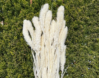 Setaria seca color blanquecino, arreglo floral DIY (40 g)