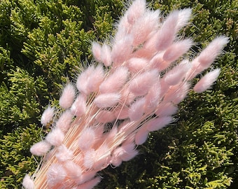 Hare's Tail Grass Angel Pink Lagurus Honey Tail Dried flower Pink Flower Arrangement DIY Home Decor Pink Wedding Decor Floral Arrangement