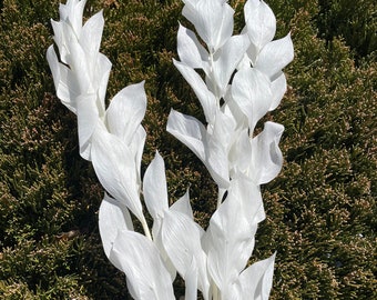 Off White Ruscus Garden Fleur séchée Arrangement floral blanc fleur de tige Préservé Bouquet de fleurs de mariage blanc Bouquet de décor à la maison blanc