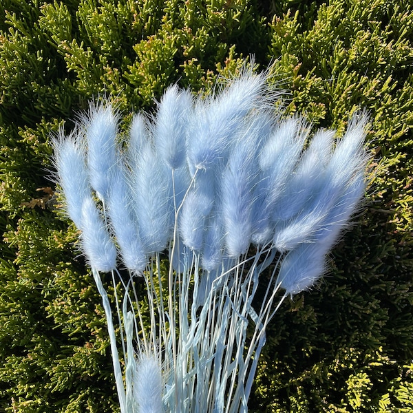 Getrocknete Blumen Hasengras Lagurus Grass Blumengesteck Blaue Bunnytail Stielblume Hochzeitsdeko Trockenblumenstrauß Blau