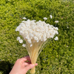 Star Flower blossom in Natural color dried flower wedding decor home decor dry star flower floral arrangement wedding flower white 18g