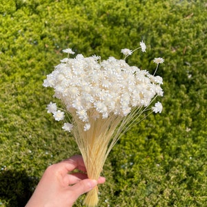 Gray Real Dried Star Flowers 100 Stems 