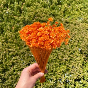 Star Flowers Orange Dried flowers wedding decor dry starflowers home decor baby shower orange themed mixed bouquet wedding flowers ideas