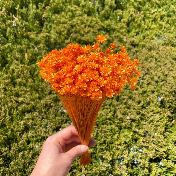 Star Flowers Orange Dried flowers wedding decor dry starflowers home decor baby shower orange themed mixed bouquet wedding flowers ideas