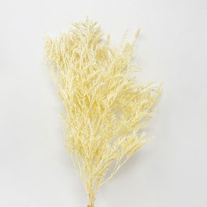 Peut inclure: Un bouquet de pampas séchées de couleur crème avec des plumes plumeuses.