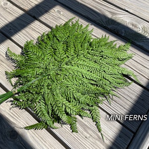 May include: A bundle of vibrant green mini ferns, tightly bound with green wire and twine. The ferns are arranged in a circular shape, showcasing their delicate, textured leaves. The image is taken outdoors on a wooden deck, with the text "MINI FERNS" in the bottom right corner.