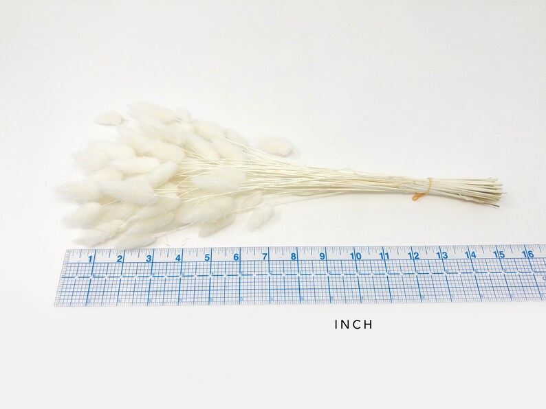 Bunny Tails / White Lagurus 15g Dried Flowers Floral Etsy