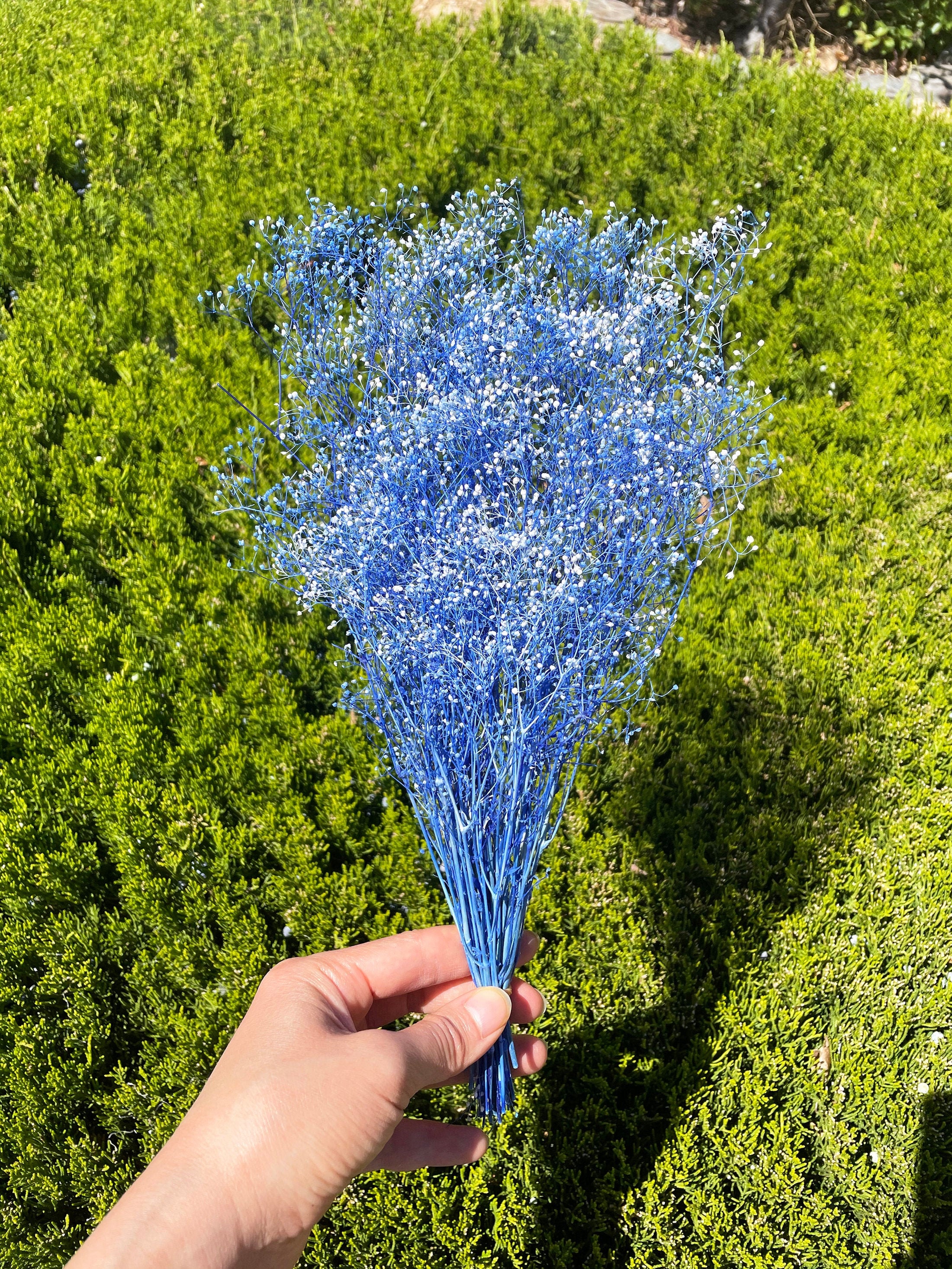 White Blue Baby's Breath Flower Mini Dried Flower Gypsophila