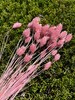 15g Cloud Pink Phalaris DRIED, dried flowers, flower bouquet, home decor, wedding decor, flower arrangements, Real flowers, gift flowers 