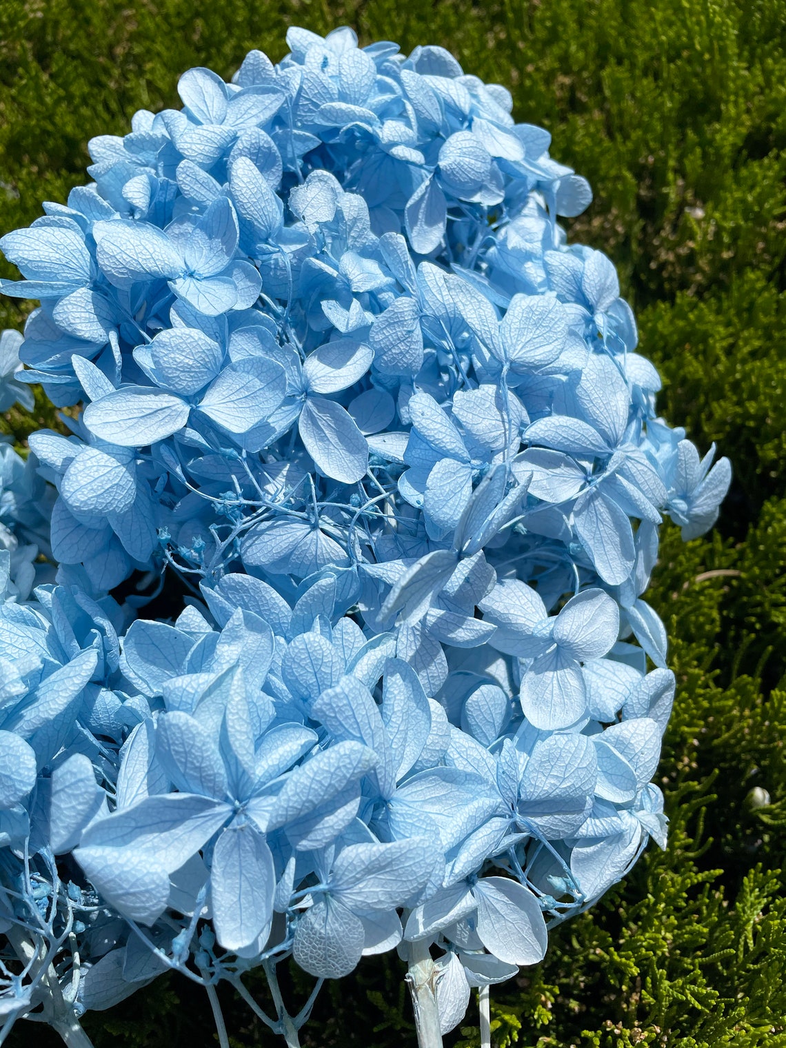 Light Blue Hydrangea With Stem Preserved Flowers Flower | Etsy