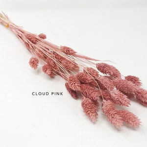 Dried flower Cloud Pink DIY home decor flower bouquet wedding decor flower arrangement Wedding bouquet flower gift Pink floral 15g Phalaris