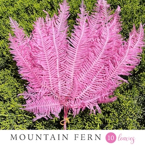 Helecho de montaña Casis color 10 rosa Flor seca Decoración de boda Arreglo floral Flor rosa Regalo DIY Decoración del hogar Ramo de boda Helechos rosados