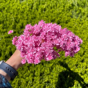 Strawberry Star Flowers blossom Pink Dried flower Wedding Deco DIY Home decor Pink Dry flower Bouquet floral arrangement Corsage Pink 18g