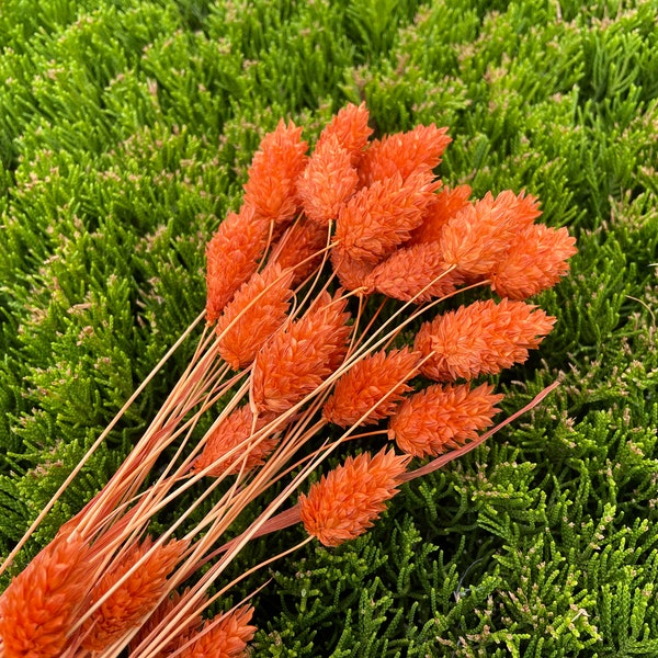 Orange Dried Phalaris Orange Dry Flower Arrangement Dried Canary Grass Baby Shower Orange Flower Wedding decor Dried Floral Arrangement 15g