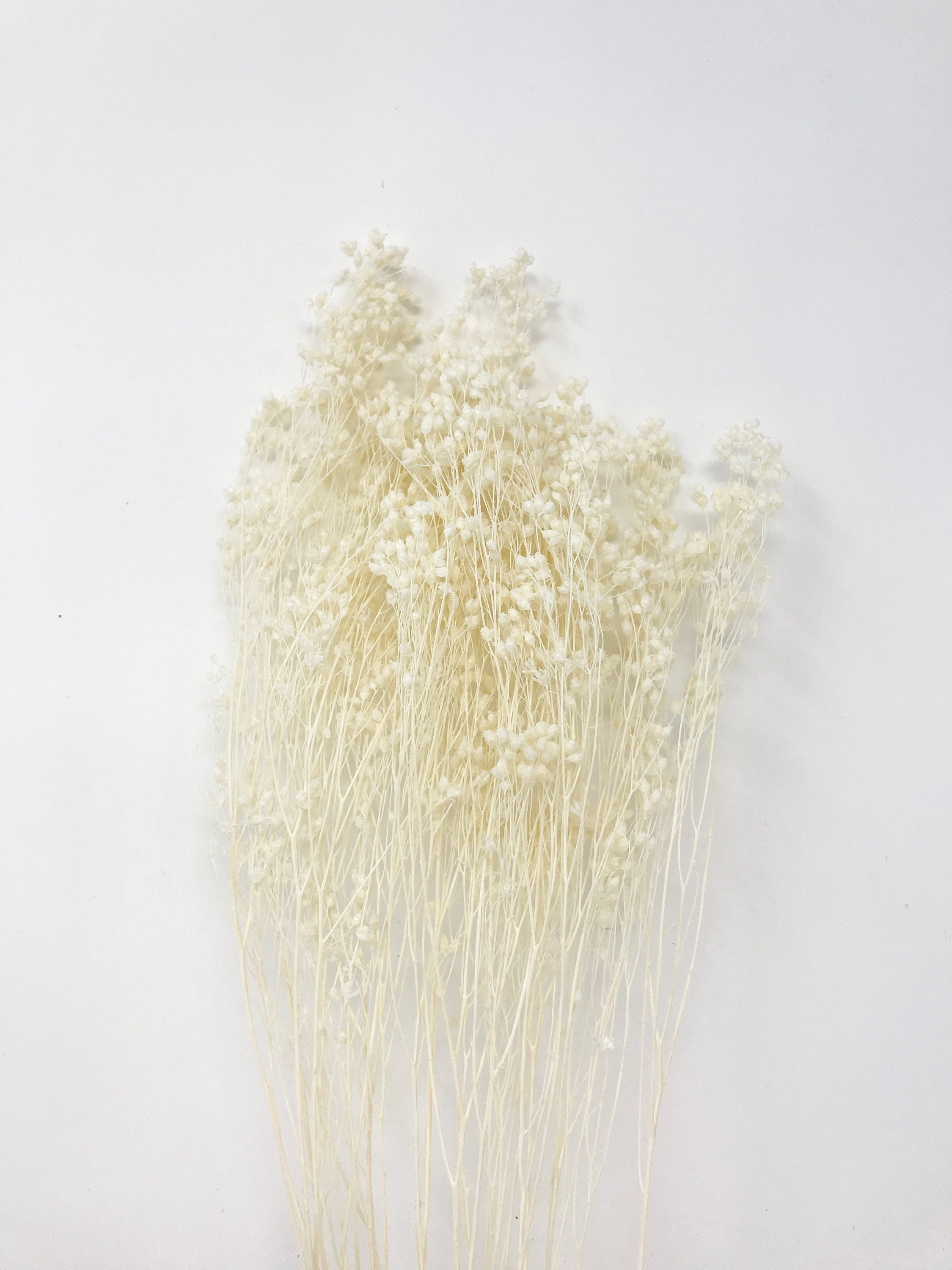 15g White Broom Bloom Fleurs de mariage fleurs séchées Etsy