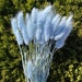 Light Blue / 15g Lagurus Dried flowers, Hare's tail grass, Floral arrangements, Blue flowers, stem flowers, Wedding or Home decor flowers