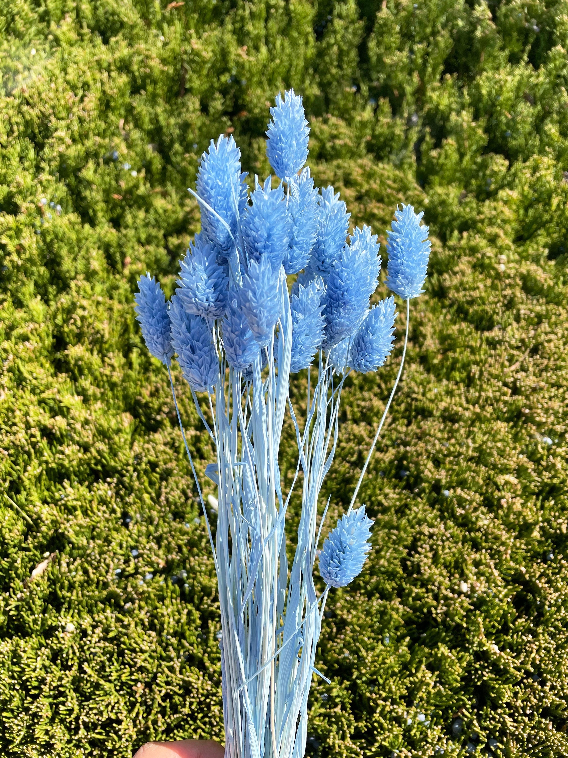Bunch of dried flowers Phalaris blue by LALOVLIY Magdeburg