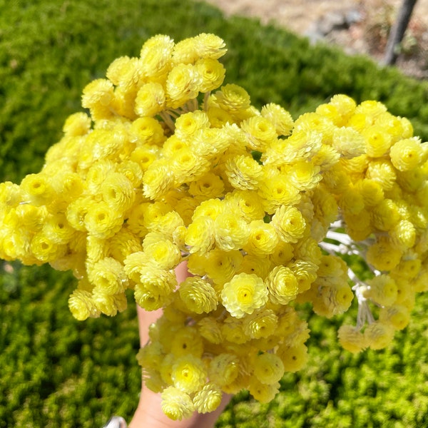 Yellow Helichrysum immortelle Dried Flower Preserved Floral Arrangement Yellow Flower Wedding Decor Bouquet Yellow Boutonniere Wedding 40g