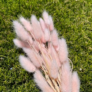 May include: A bunch of dried pink bunny tail grass. The stems are natural brown and the fluffy tips are a soft pink color.