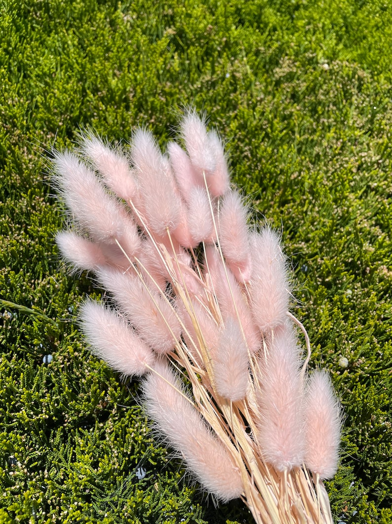 May include: A bunch of dried pink bunny tail grass. The stems are natural brown and the fluffy tips are a soft pink color.