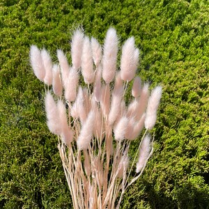 May include: A bunch of dried pampas grass with soft, fluffy, light pink plumes. The stems are natural and beige in color.