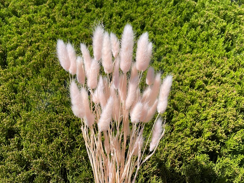 May include: A bunch of dried pampas grass with soft, fluffy, light pink plumes. The stems are natural and beige in color.