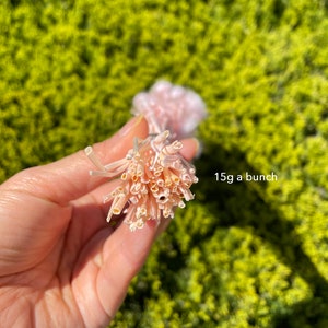 May include: A bunch of light pink and beige dried pampas grass, tied together with a white string. The text "15g a bunch" is visible in the image.