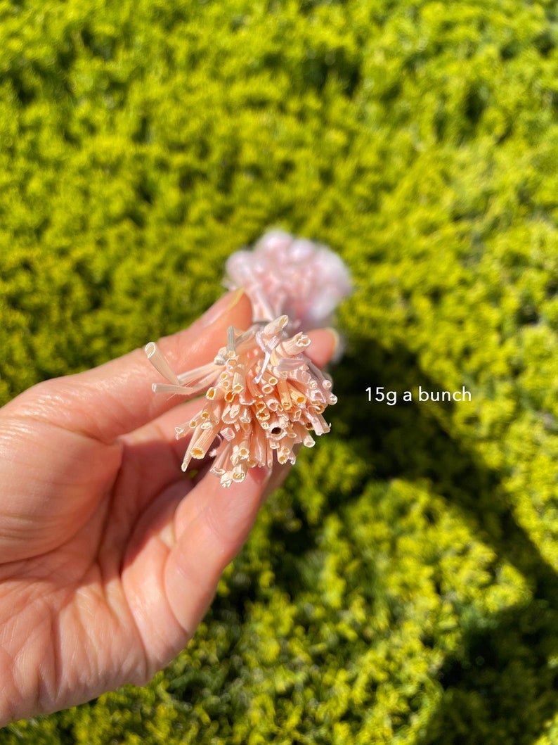 May include: A bunch of light pink and beige dried pampas grass, tied together with a white string. The text "15g a bunch" is visible in the image.