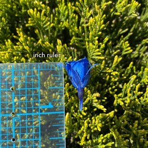 0.375 Inch Grand Blue Rose Tiny MICRO Preserved Rose SMALL Floral ...