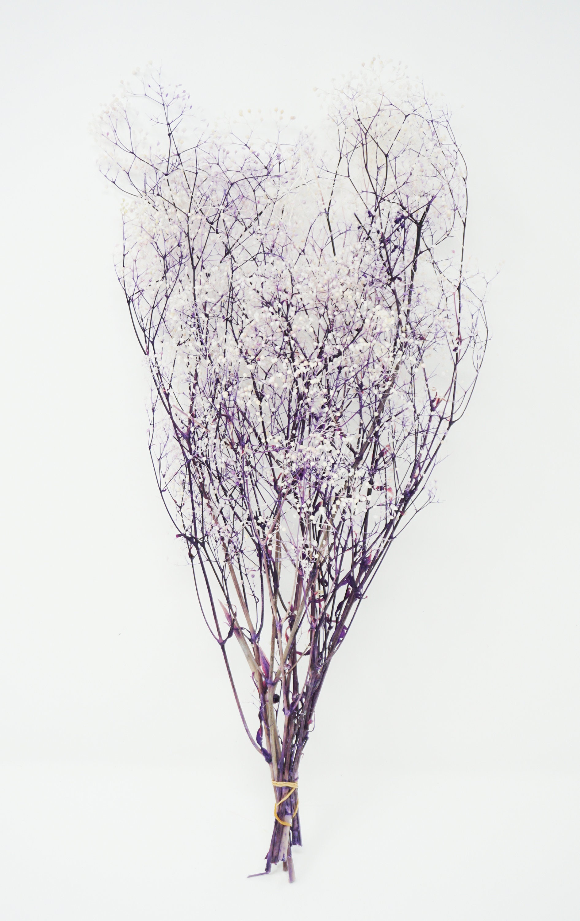 Fabrication De Cartes Gypsophile Pieces Pour Lart Floral Haleine De Bebe Blanc Scrapbooking Fleurs Pressees Artisanat Loisirs Creatifs Cuisine Maison Banistreet Com