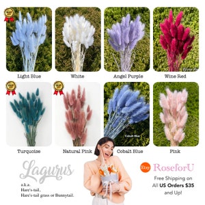 May include: Assortment of dried Lagurus grass, also known as Hare's-tail grass or Bunnytail, in various colors: light blue, white, angel purple, wine red, turquoise, natural pink, cobalt blue, and pink. Free shipping on all US orders $35 and up.
