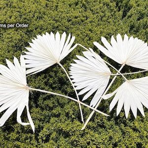 Off White 5 stems Palm Sun Leaf Dried flowers Floral arrangement Wedding flower Home decor White Flower Home decor