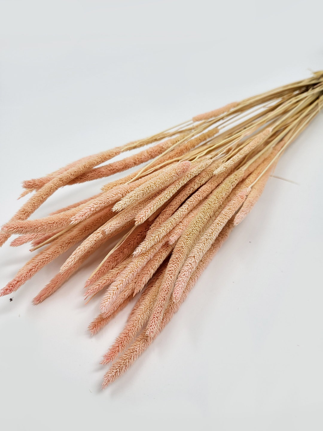 Light Pink Color Dried Rat Tail Millet Flowers Floral Etsy
