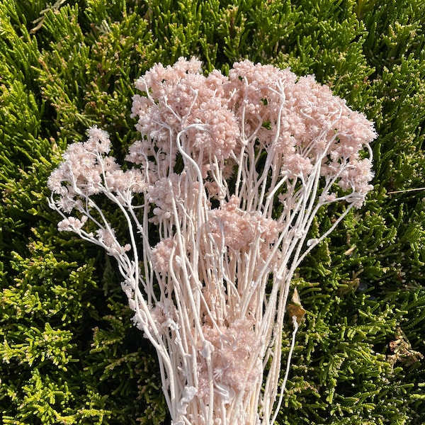 Helichrysum Crispum Pink Beige dried flower pink preserved dry flower wedding floral arrangement flower decoration wedding boutonniere
