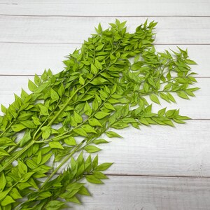 Ruscus Preserved Lime Green Flower Dried Floral Arrangement Green Wedding Decoration Floral Bouquet Wedding Boutonniere DIY Home Decor 25g