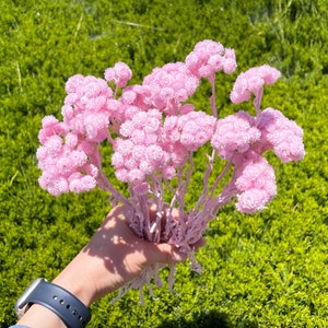 Pink Helichrysum immortelle Dried Flower Pink preserved flower DIY Pink Floral arrangement Pink dry flowers wedding decor flower Dry Pink