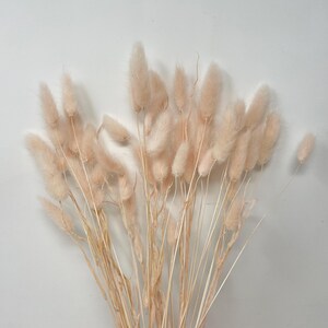 May include: A bunch of dried pampas grass with soft, feathery plumes in a light peach color.