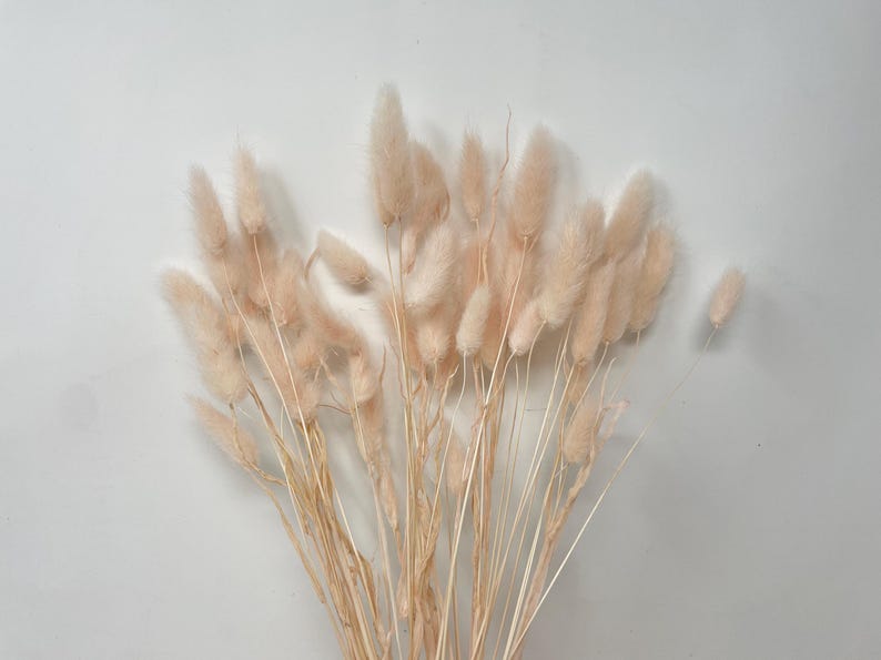 May include: A bunch of dried pampas grass with soft, feathery plumes in a light peach color.