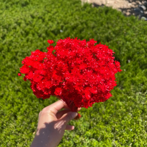 Stella rossa Fiore Fiore Composizione floreale Fai da te Fiori secchi Fiori secchi per matrimoni Decorazioni per la casa Matrimonio Fiore rosso Bouquet regalo Floreale Rosso 18g