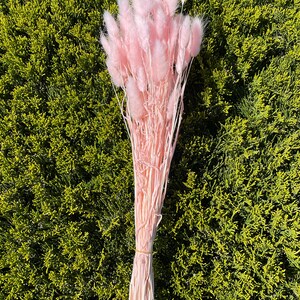 May include: A bunch of dried pink bunny tail grass, tied together with twine. The grass is soft and fluffy, and the stems are long and slender.