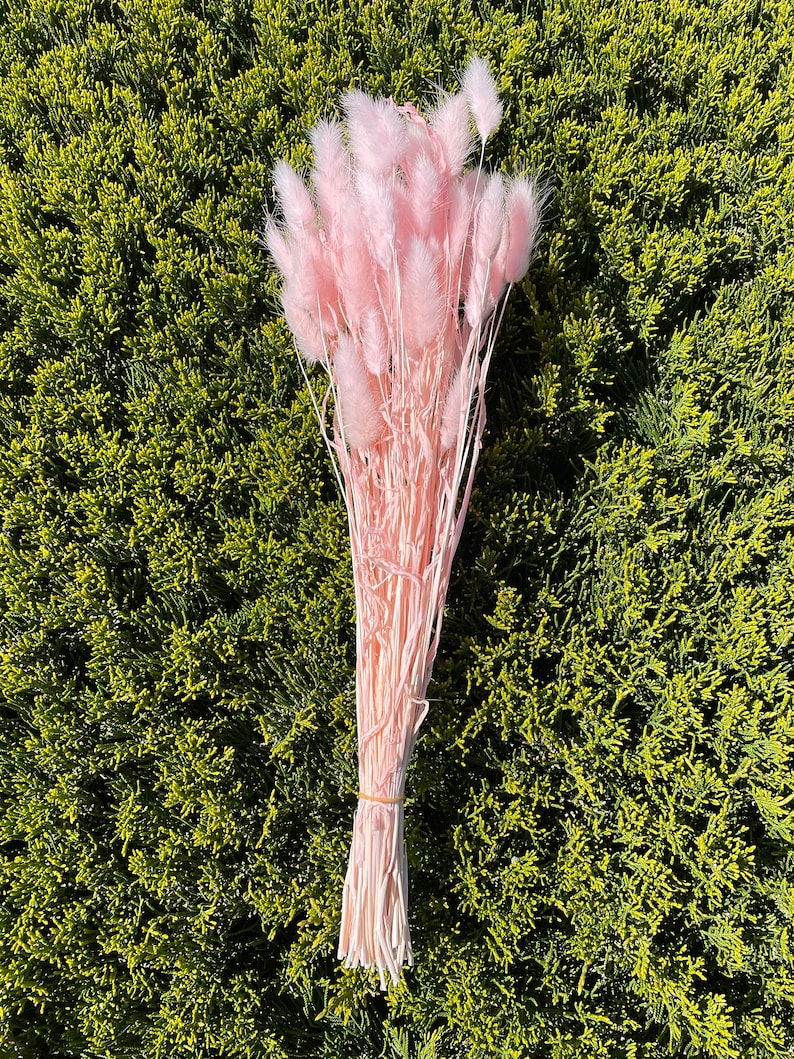 May include: A bunch of dried pink bunny tail grass, tied together with twine. The grass is soft and fluffy, and the stems are long and slender.
