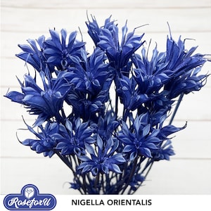 Cobalt Blue 30g Nigella Orientalis Dried flower Dry Floral Arrangement DIY Wedding decor Blue Flower arrangement DIY Home decor Dried flower