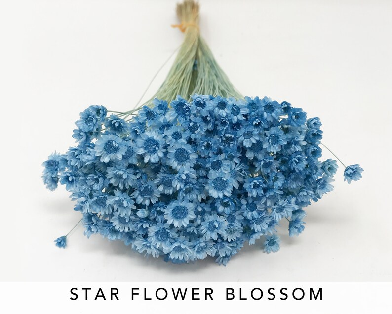 18g baby blue star flower blossom floral arrangements dried etsy 18g baby blue star flower blossom floral arrangements dried etsy