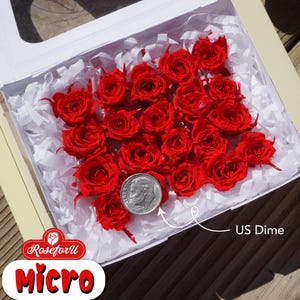 Cherry Red MICRO Preserved Rose Qty 20 VERY SMALL Rose Floral arrangement Red flower decor home decor wedding Red rose preserved flower Dry