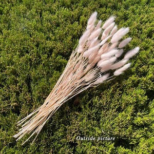 May include: A bunch of dried pampas grass with soft, feathery plumes in a light pink color. The grass is arranged in a bouquet and is lying on a bed of green foliage.